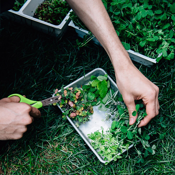 hands harvesting greens